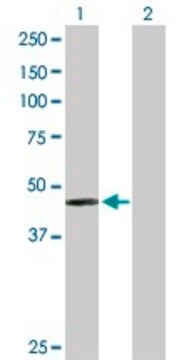 Anti-PAH antibody produced in rabbit purified immunoglobulin, buffered aqueous solution