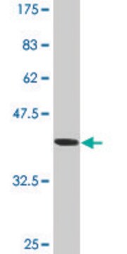 Monoclonal Anti-ATP2A1 antibody produced in mouse clone 3H4, ascites fluid, solution