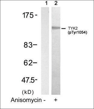 Anti-phospho-TYK2 (pTyr1054) antibody produced in rabbit affinity isolated antibody