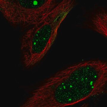 Anti-FLI1 antibody produced in rabbit Prestige Antibodies&#174; Powered by Atlas Antibodies, affinity isolated antibody