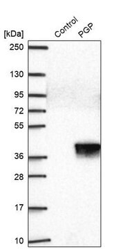 Anti-PGP antibody produced in rabbit Prestige Antibodies&#174; Powered by Atlas Antibodies, affinity isolated antibody, buffered aqueous glycerol solution