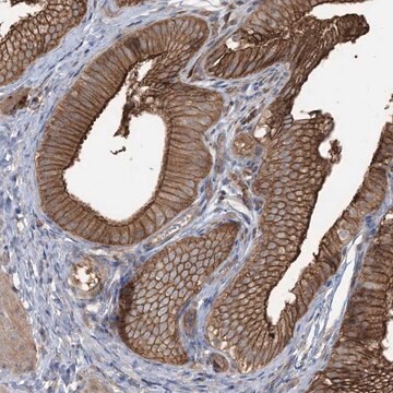 Anti-CCNY antibody produced in rabbit Prestige Antibodies&#174; Powered by Atlas Antibodies, affinity isolated antibody, buffered aqueous glycerol solution