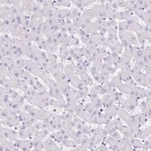 Anti-GUCA2A antibody produced in rabbit Prestige Antibodies&#174; Powered by Atlas Antibodies, affinity isolated antibody, buffered aqueous glycerol solution