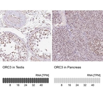 Anti-ORC3 antibody produced in rabbit Prestige Antibodies&#174; Powered by Atlas Antibodies, affinity isolated antibody, buffered aqueous glycerol solution