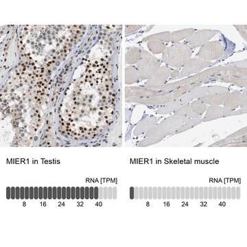 Anti-MIER1 antibody produced in rabbit Prestige Antibodies&#174; Powered by Atlas Antibodies, affinity isolated antibody, buffered aqueous glycerol solution