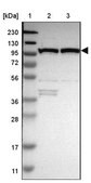 Anti-MTHFD1 antibody produced in rabbit Prestige Antibodies&#174; Powered by Atlas Antibodies, affinity isolated antibody, buffered aqueous glycerol solution