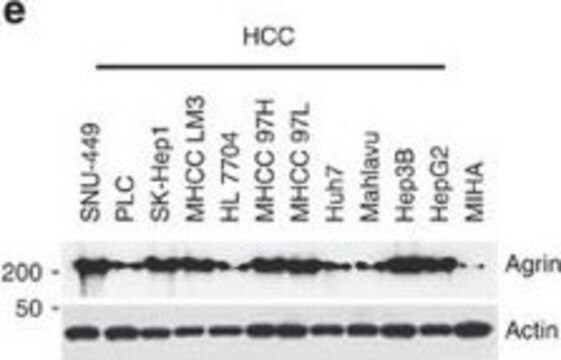 Anti-Agrin Antibody Chemicon&#174;, from mouse