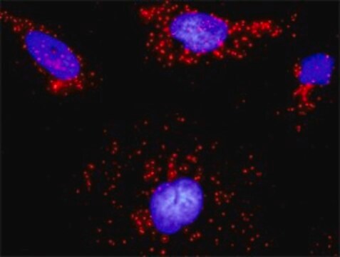 Monoclonal Anti-ARHGEF6 antibody produced in mouse clone 2E5, purified immunoglobulin, buffered aqueous solution