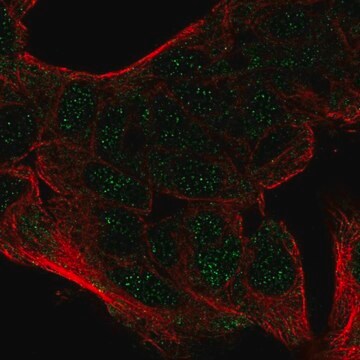 Anti-CEBPA antibody produced in rabbit Prestige Antibodies&#174; Powered by Atlas Antibodies, affinity isolated antibody