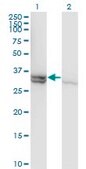 Monoclonal Anti-CASP1 antibody produced in mouse clone 3D2, purified immunoglobulin, buffered aqueous solution