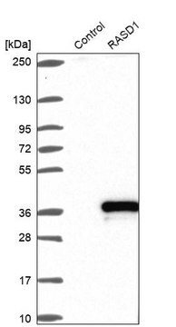 Anti-RASD1 antibody produced in rabbit Prestige Antibodies&#174; Powered by Atlas Antibodies, affinity isolated antibody, buffered aqueous glycerol solution