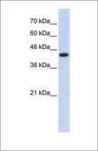 Anti-ACTB affinity isolated antibody