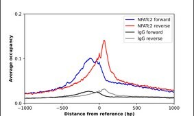 Anti-NFATC2 antibody produced in rabbit Prestige Antibodies&#174; Powered by Atlas Antibodies, affinity isolated antibody, buffered aqueous glycerol solution