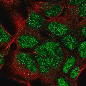 Anti-HOXC9 antibody produced in rabbit Prestige Antibodies&#174; Powered by Atlas Antibodies, affinity isolated antibody