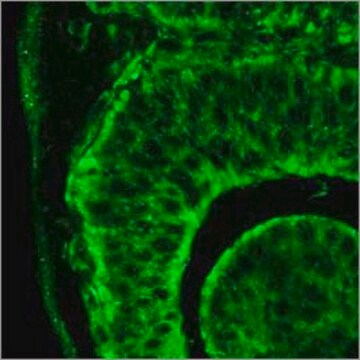 Anti-ITGB1 antibody produced in rabbit affinity isolated antibody