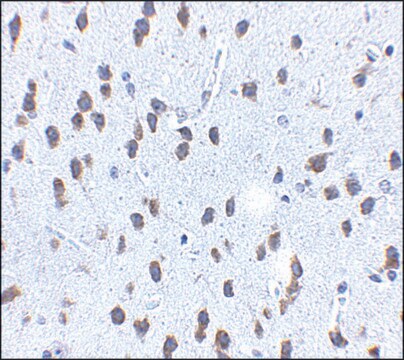 Anti-SCF antibody produced in rabbit affinity isolated antibody, buffered aqueous solution