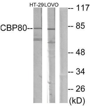 Anti-NCBP1 antibody produced in rabbit affinity isolated antibody