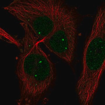 Anti-HIF1A antibody produced in rabbit Prestige Antibodies&#174; Powered by Atlas Antibodies, affinity isolated antibody