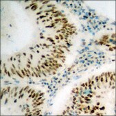 Anti-phospho-SREBP-1 (pSer439) antibody produced in rabbit affinity isolated antibody