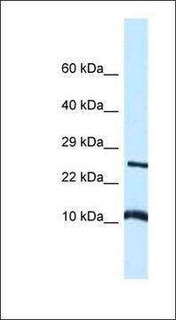 Anti-VAMP8 antibody produced in rabbit affinity isolated antibody