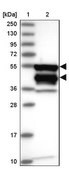 Anti-CARD8 antibody produced in rabbit Prestige Antibodies&#174; Powered by Atlas Antibodies, affinity isolated antibody, buffered aqueous glycerol solution