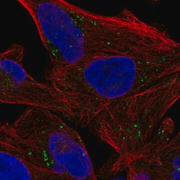 Anti-SEPSECS antibody produced in rabbit Prestige Antibodies&#174; Powered by Atlas Antibodies, affinity isolated antibody