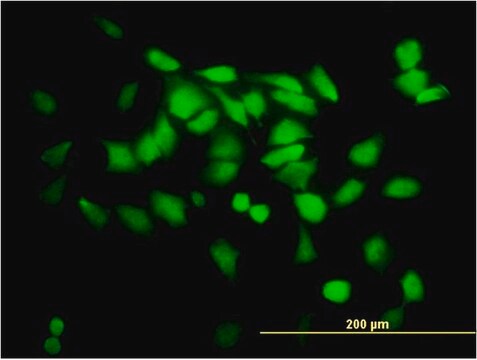 Monoclonal Anti-SGTA antibody produced in mouse clone 2E11, purified immunoglobulin, buffered aqueous solution