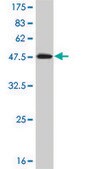 ANTI-MAPK9 antibody produced in mouse clone 3C12, purified immunoglobulin, buffered aqueous solution