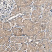 Anti-HTR1F antibody produced in rabbit Prestige Antibodies&#174; Powered by Atlas Antibodies, affinity isolated antibody, buffered aqueous glycerol solution