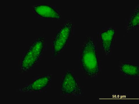 Monoclonal Anti-PTTG1IP antibody produced in mouse clone 4C11, purified immunoglobulin, buffered aqueous solution