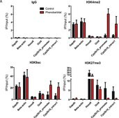 Anti-dimethyl-Histone H3 (Lys4) Antibody Upstate&#174;, from rabbit