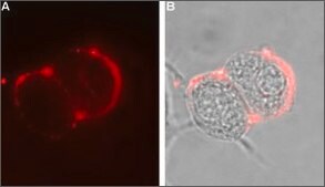 Anti-GABAA Receptor (&#945;6 subunit) antibody produced in rabbit affinity isolated antibody, lyophilized powder