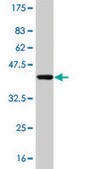 Monoclonal Anti-PIK3CG antibody produced in mouse clone 2G3, purified immunoglobulin, buffered aqueous solution