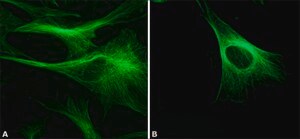 Monoclonal Anti-&#946;-Tubulin antibody produced in mouse clone 2-28-33, ascites fluid