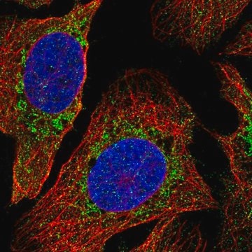 Anti-PDPR antibody produced in rabbit Prestige Antibodies&#174; Powered by Atlas Antibodies, affinity isolated antibody