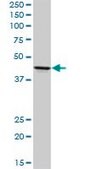 Anti-ADORA2A antibody produced in rabbit purified immunoglobulin, buffered aqueous solution
