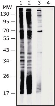 Anti-Akkermancia muciniphila antibody produced in rabbit IgG fraction of antiserum