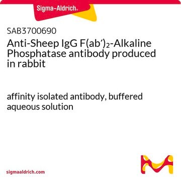 Anti-Sheep IgG F(ab&#8242;)2-Alkaline Phosphatase antibody produced in rabbit affinity isolated antibody, buffered aqueous solution