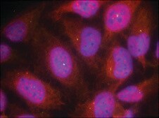 Anti-CCNB1 (Ab-147) antibody produced in rabbit affinity isolated antibody