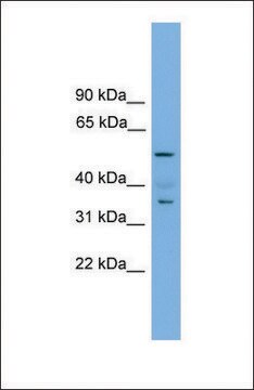 Anti-NOBOX antibody produced in rabbit affinity isolated antibody