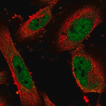 Anti-ZNF343 antibody produced in rabbit Prestige Antibodies&#174; Powered by Atlas Antibodies, affinity isolated antibody