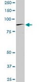 Monoclonal Anti-BRD2 antibody produced in mouse clone 3D10, purified immunoglobulin, buffered aqueous solution