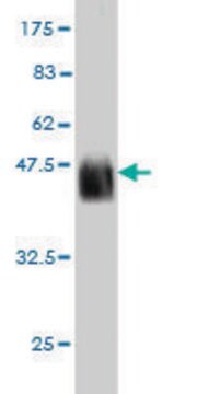 Monoclonal Anti-CDX4 antibody produced in mouse clone 1H4, purified immunoglobulin, buffered aqueous solution