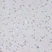 Anti-Phospho-CDK1-Y15 antibody produced in rabbit