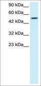 Anti-ESRRG antibody produced in rabbit IgG fraction of antiserum