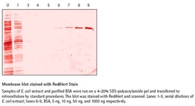 RedAlert 10X Western Blot Stain Visualize proteins transferred to nitrocellulose or PVDF membrane