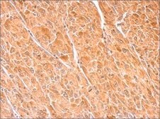 Anti-DBH antibody produced in rabbit