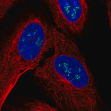 Anti-ZNF385B antibody produced in rabbit Prestige Antibodies&#174; Powered by Atlas Antibodies, affinity isolated antibody