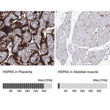 Anti-HSPA5 antibody produced in rabbit Prestige Antibodies&#174; Powered by Atlas Antibodies, affinity isolated antibody, buffered aqueous glycerol solution