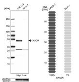 Anti-CXADR antibody produced in rabbit Prestige Antibodies&#174; Powered by Atlas Antibodies, affinity isolated antibody, buffered aqueous glycerol solution